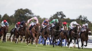 Horses running